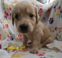 Golden retriever pups, a female Golden Retriever for sale in Bonne Terre, MO – 1 of 10