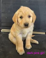 Red girl, a female Golden Retriever for sale in Bonne Terre, MO – 9 of 10