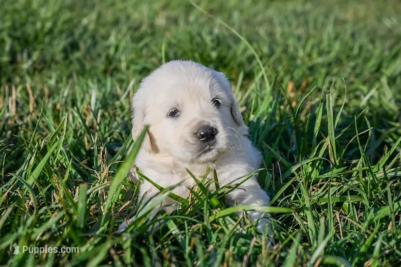 Liberty – English Cream Golden Retriever puppy for sale in Clemson, SC
