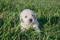Liberty, a female English Cream Golden Retriever for sale in Clemson, SC – 1 of 1