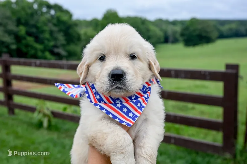 Adams – English Cream Golden Retriever puppy for sale in Clemson, SC
