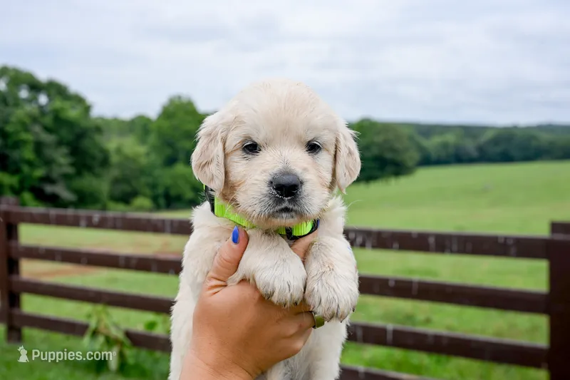 Dolly – English Cream Golden Retriever puppy for sale in Clemson, SC