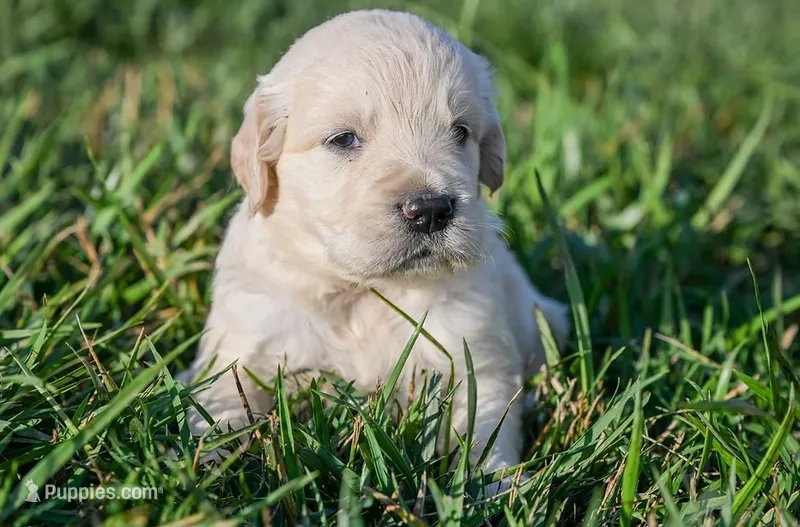 Adams – English Cream Golden Retriever puppy for sale in Clemson, SC
