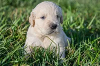 Adams, a male English Cream Golden Retriever for sale in Clemson, SC – 1 of 1