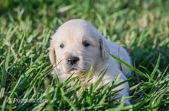 Knox – English Cream Golden Retriever puppy for sale in Clemson, SC