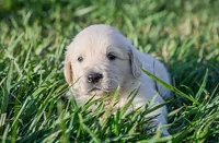 Knox, a male English Cream Golden Retriever for sale in Clemson, SC – 1 of 1