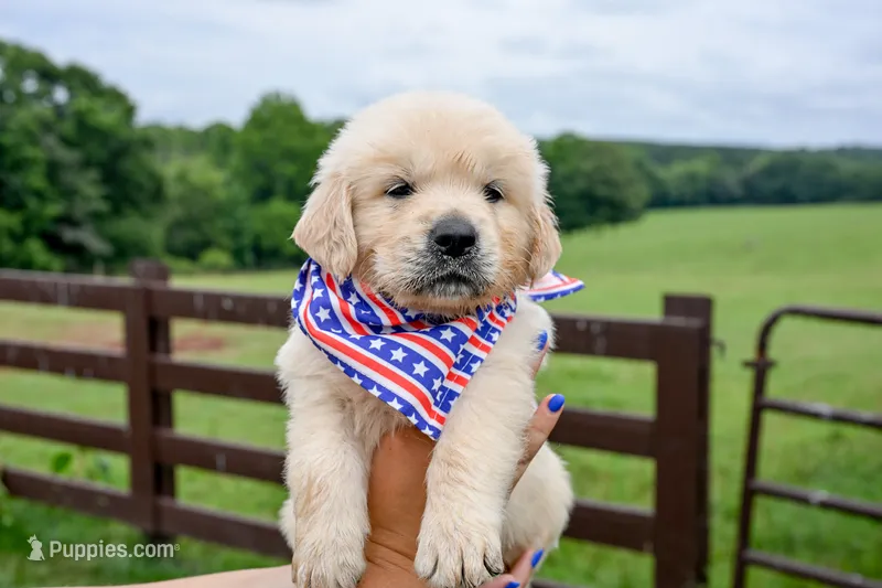 Dixie – English Cream Golden Retriever puppy for sale in Clemson, SC