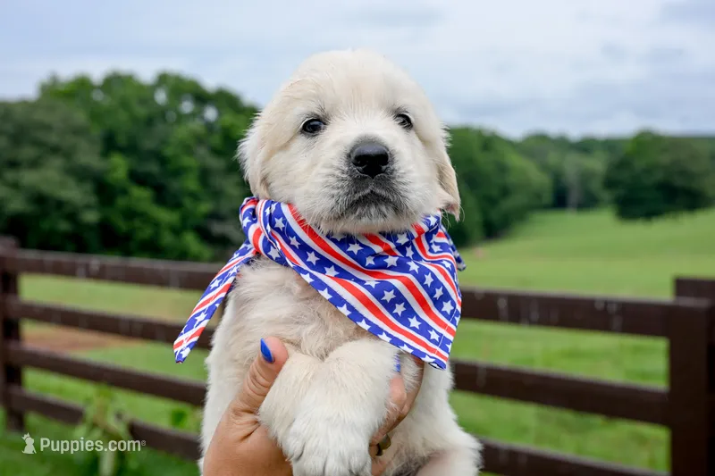 Knox – English Cream Golden Retriever puppy for sale in Clemson, SC