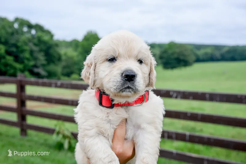 Georgia – English Cream Golden Retriever puppy for sale in Clemson, SC