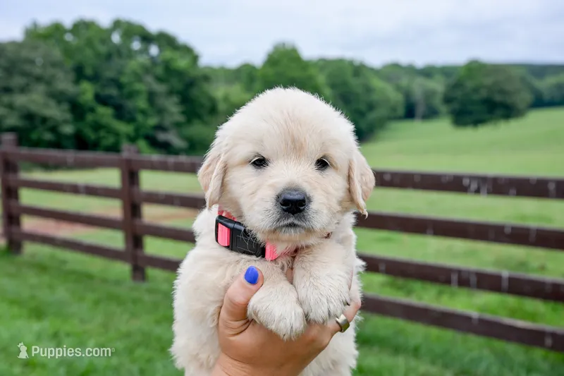 Stripes – English Cream Golden Retriever puppy for sale in Clemson, SC
