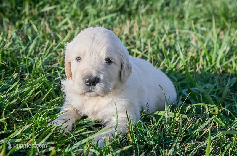 Tex – English Cream Golden Retriever puppy for sale in Clemson, SC
