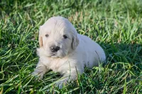 Tex, a male English Cream Golden Retriever for sale in Clemson, SC – 1 of 1