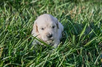 Dolly, a female English Cream Golden Retriever for sale in Clemson, SC – 1 of 1