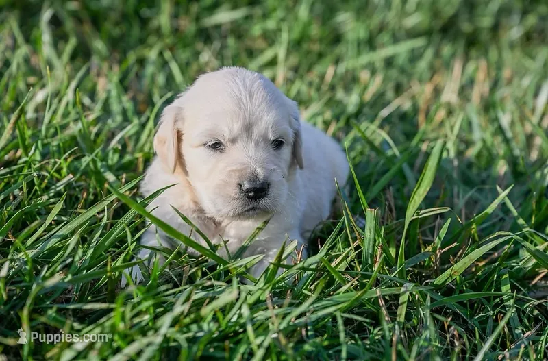 Georgia – English Cream Golden Retriever puppy for sale in Clemson, SC