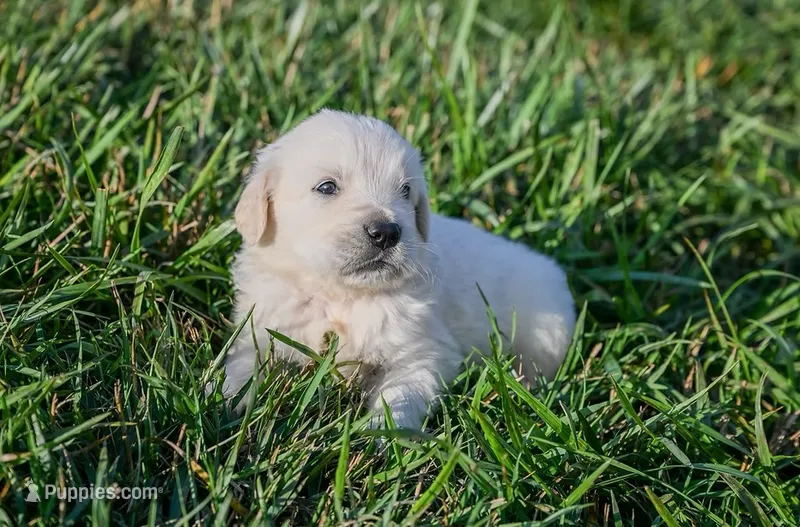 Dixie – English Cream Golden Retriever puppy for sale in Clemson, SC