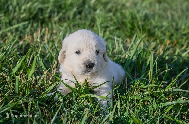 Stripes – English Cream Golden Retriever puppy for sale in Clemson, SC