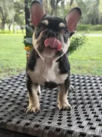 JOHNNYCASH , a male French Bulldog for sale in Chiefland, FL – 2 of 5