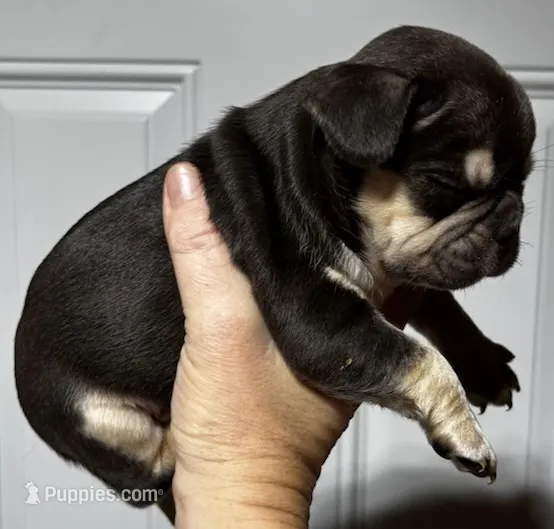 JOHNNYCASH  – French Bulldog puppy for sale in Chiefland, FL