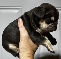 JOHNNYCASH , a male French Bulldog for sale in Chiefland, FL – 1 of 7