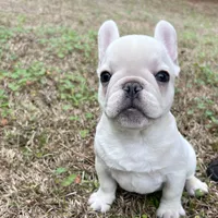 Billy the kid , a male French Bulldog for sale in Chiefland, FL – Photo 2 of 6