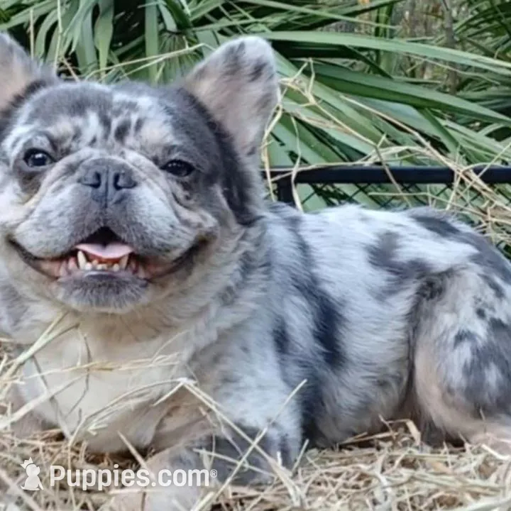 Buddy, a male French Bulldog for sale in Chiefland, FL – Photo 3 of 4