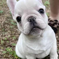 Billy the kid , a male French Bulldog for sale in Chiefland, FL – Photo 1 of 6