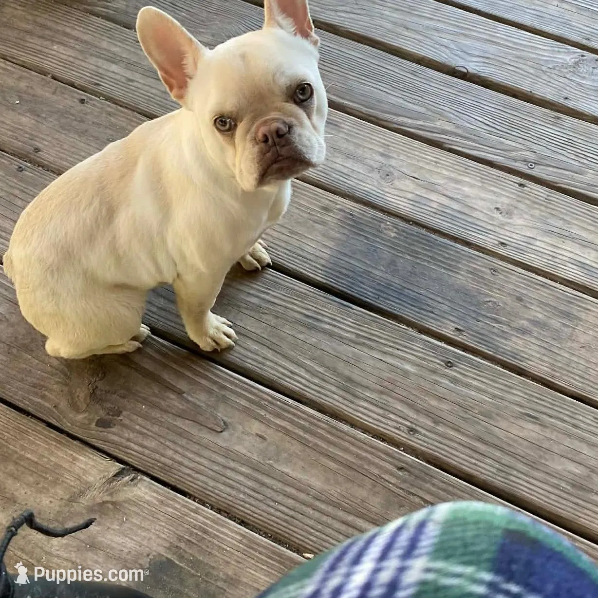 Buddy, a male French Bulldog for sale in Chiefland, FL – Photo 4 of 4