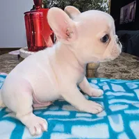 Billy the kid , a male French Bulldog for sale in Chiefland, FL – Photo 3 of 6