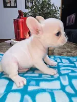 Buddy, a male French Bulldog for sale in Chiefland, FL – Photo 1 of 4