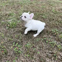 Billy the kid , a male French Bulldog for sale in Chiefland, FL – Photo 6 of 6