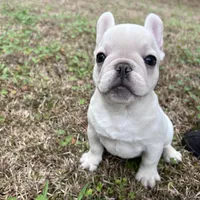 Billy the kid , a male French Bulldog for sale in Chiefland, FL – Photo 4 of 6
