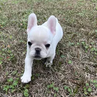 Billy the kid , a male French Bulldog for sale in Chiefland, FL – Photo 5 of 6