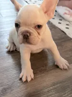 Buddy, a male French Bulldog for sale in Chiefland, FL – Photo 2 of 4