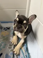 JOHNNYCASH , a male French Bulldog for sale in Chiefland, FL – 7 of 7