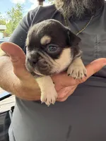 JOHNNYCASH , a male French Bulldog for sale in Chiefland, FL – 5 of 7