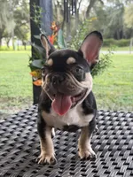 JOHNNYCASH , a male French Bulldog for sale in Chiefland, FL – 1 of 5