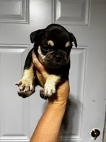 JOHNNYCASH , a male French Bulldog for sale in Chiefland, FL – 3 of 7