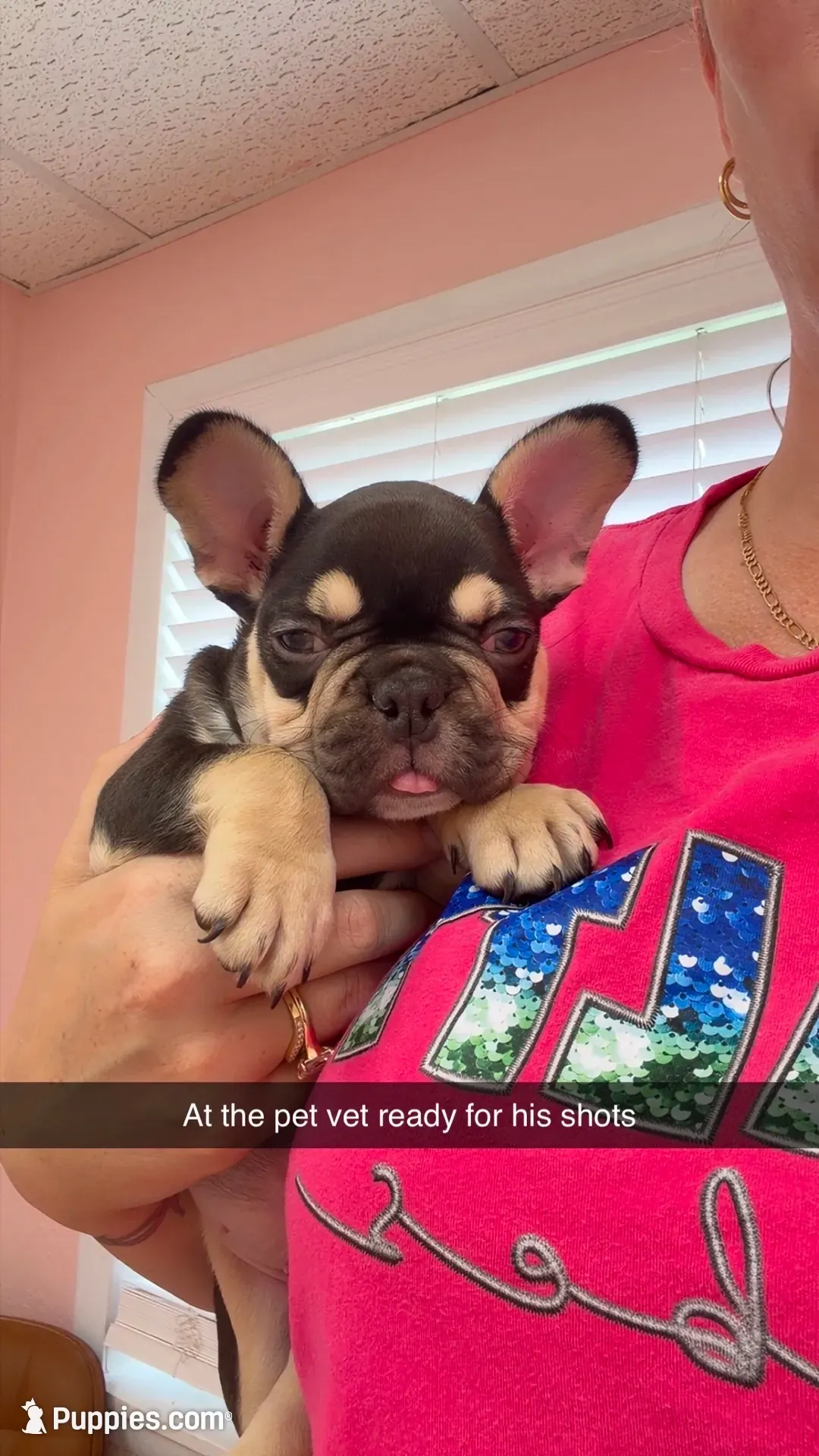 JOHNNYCASH , a male French Bulldog for sale in Chiefland, FL – 4 of 7