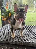 JOHNNYCASH , a male French Bulldog for sale in Chiefland, FL – 4 of 5