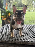 JOHNNYCASH , a male French Bulldog for sale in Chiefland, FL – 3 of 5