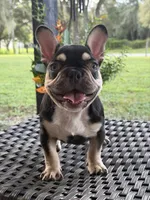 JOHNNYCASH , a male French Bulldog for sale in Chiefland, FL – 5 of 5