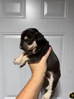 JOHNNYCASH , a male French Bulldog for sale in Chiefland, FL – 2 of 7