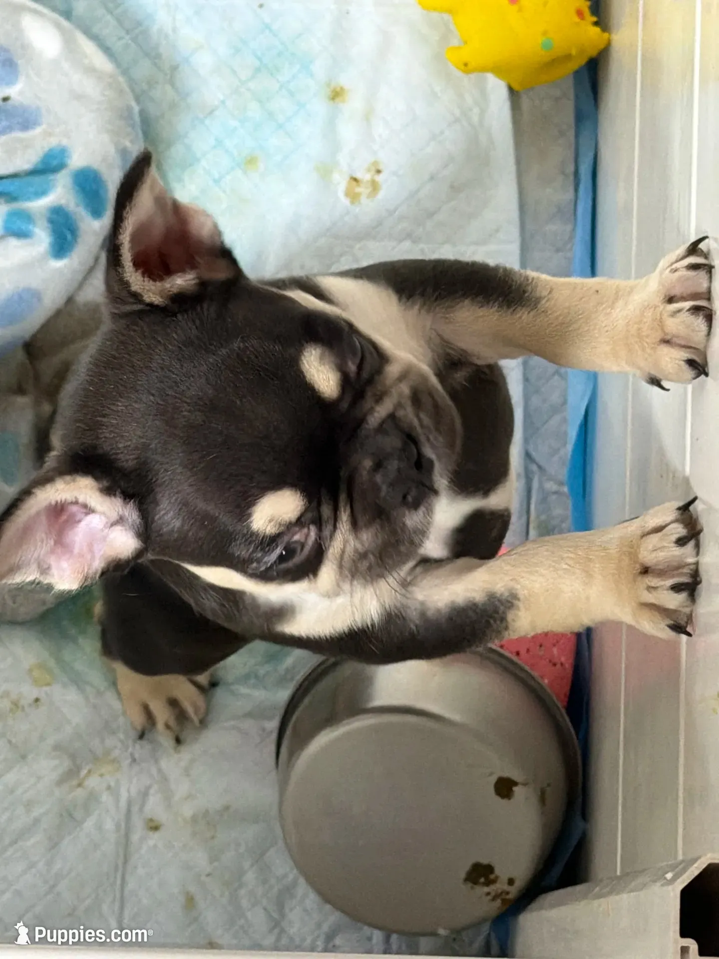 JOHNNYCASH , a male French Bulldog for sale in Chiefland, FL – 6 of 7