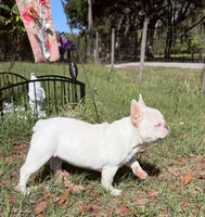 Pinky Lee, a female French Bulldog for sale in Chiefland, FL – Photo 2 of 3