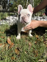 Pinky Lee, a female French Bulldog for sale in Chiefland, FL – Photo 3 of 3