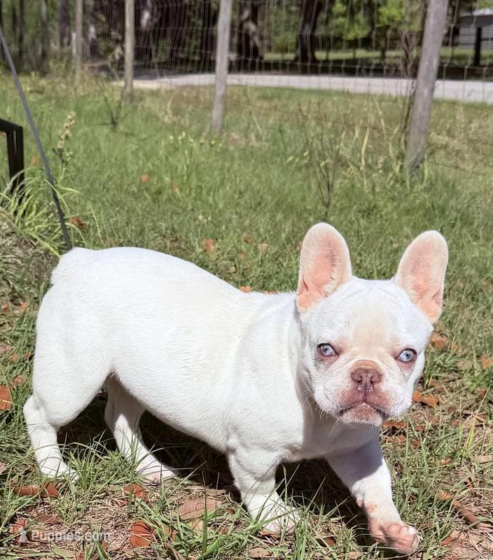 Pinky Lee – French Bulldog puppy for sale in Chiefland, FL