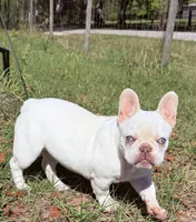 Pinky Lee, a female French Bulldog for sale in Chiefland, FL – Photo 1 of 3