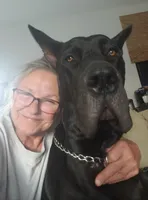 Sampson, a male Great Dane for sale in Dodge, TX – 8 of 9