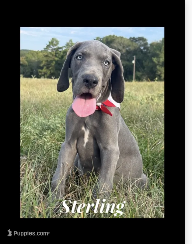 Stetson  – Great Dane puppy for sale in Dodge, TX