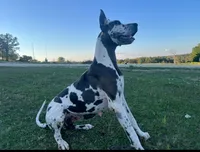 Euro Penny, a female Great Dane for sale in Dodge, TX – Photo 5 of 6